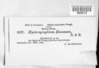 Hysterographium kansense image